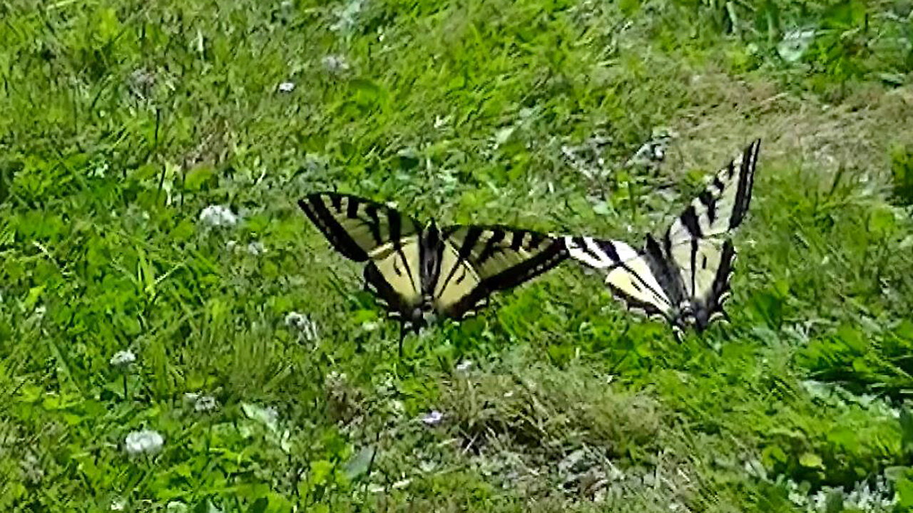 IECV NV #667 - 👀 Beautiful Yellow Swallow Tail Butterflies 🦋🦋 7-2-2018