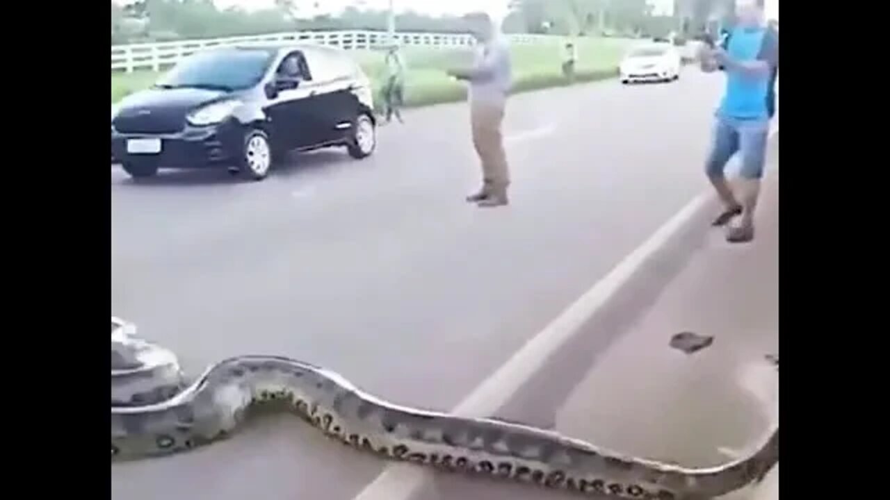 Anaconda Stops Traffic