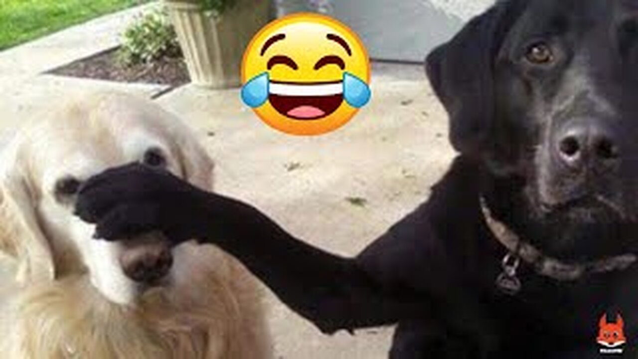 Ultimate Baby Dogs - Cute And Funny Dog