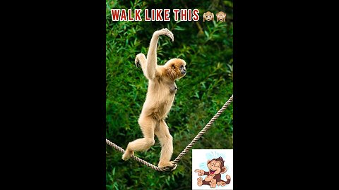 Funny Animals new video Walk Like this🙈 Funny monkey