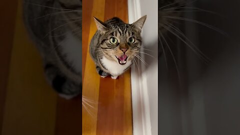 funny shocking video of cat