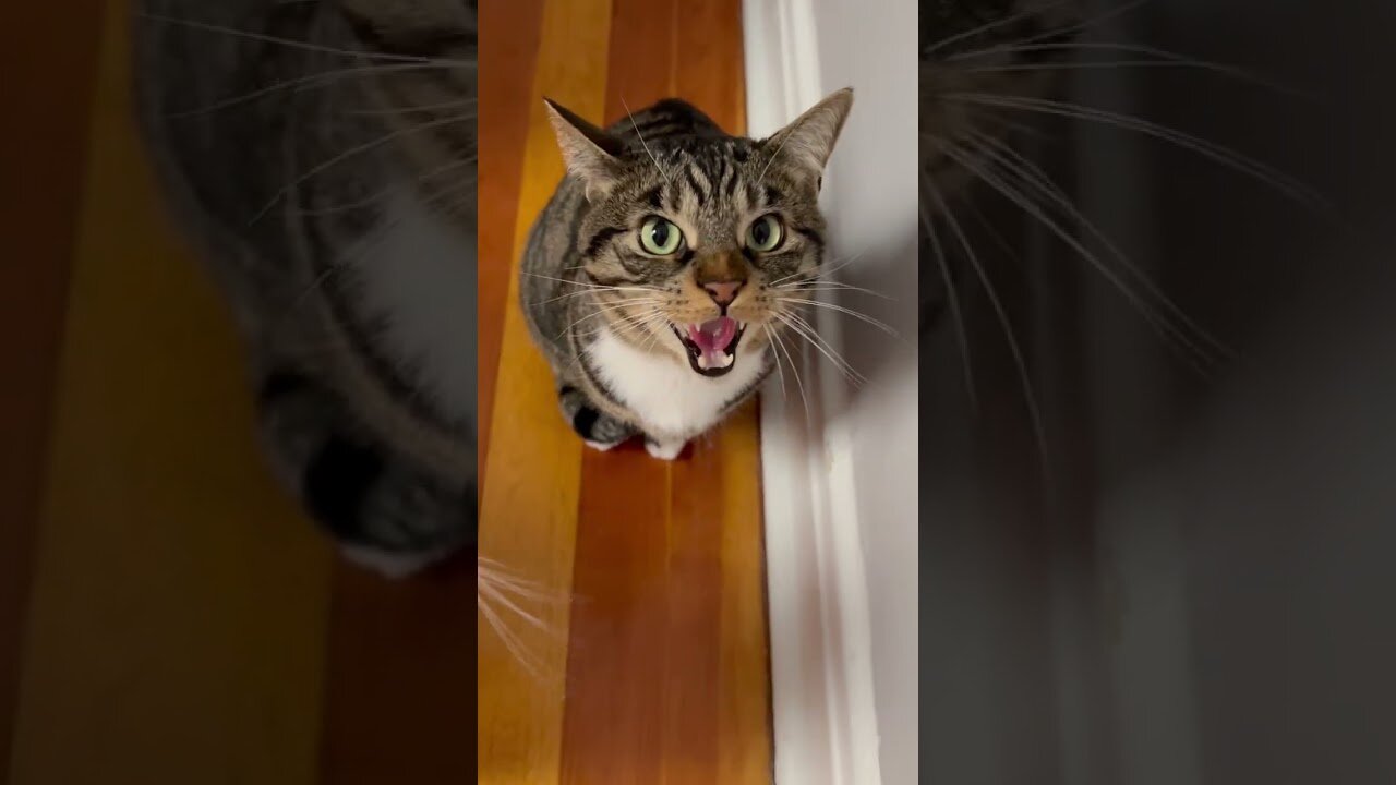funny shocking video of cat