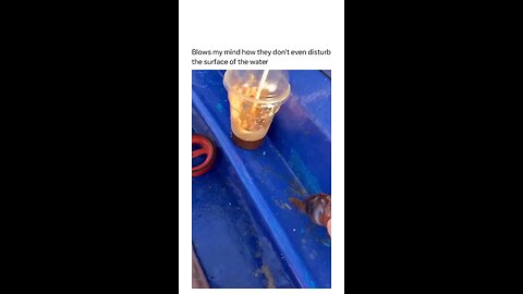 Stealth of tuna