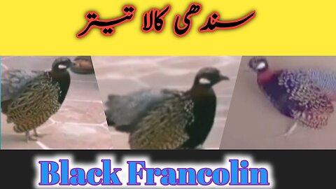 Black Francolin Partridge