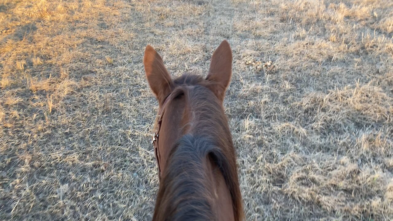 Riding with spurs for the first time!