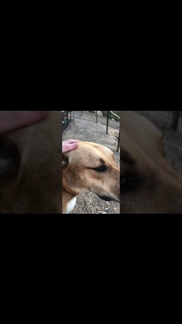 Dog sits with sad owner inverter of running around