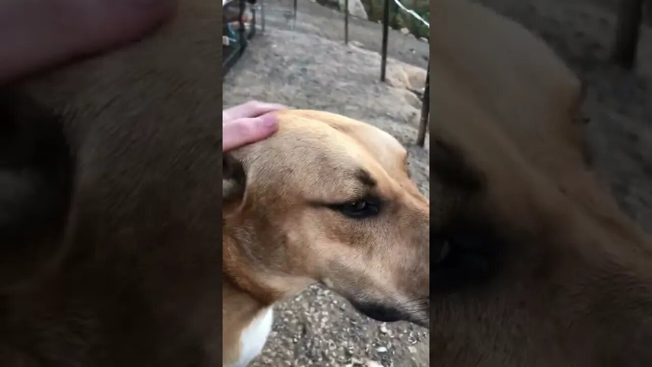 Dog sits with sad owner inverter of running around