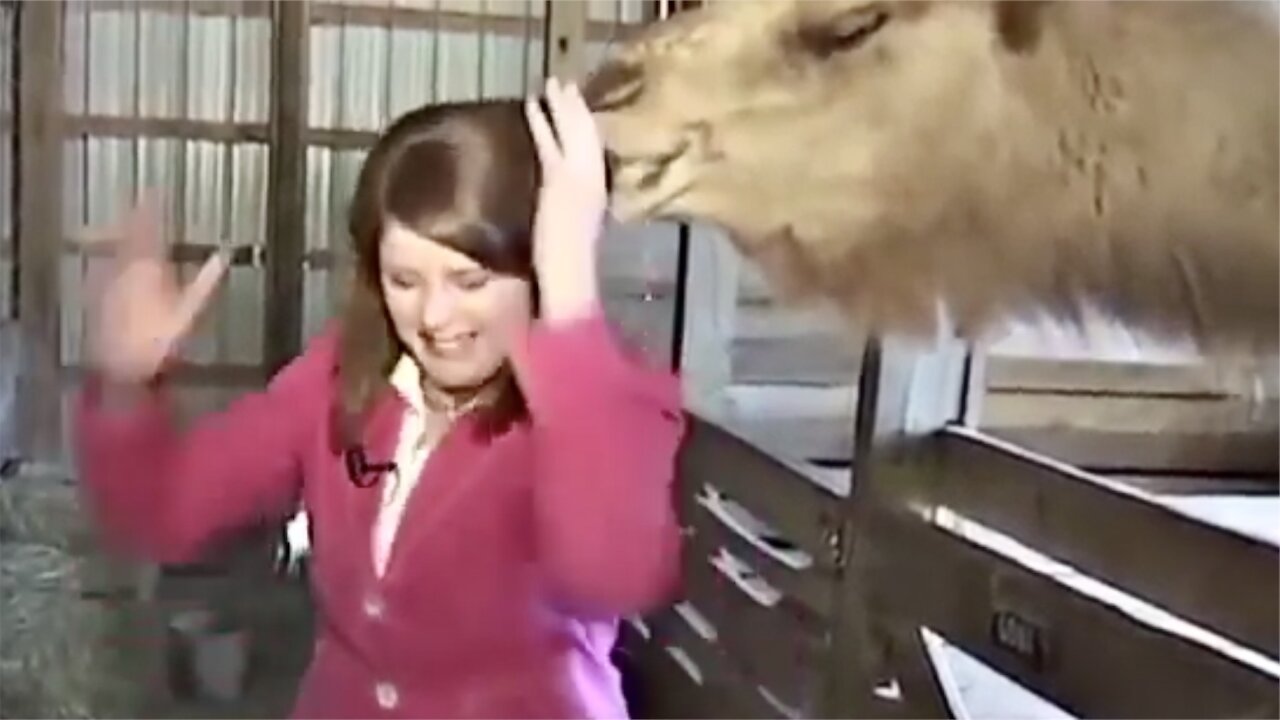 Funny Animal News Bloopers