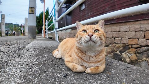 When I tried to pet a cat sleeping on the side of the road, another cat immediately got in my way.