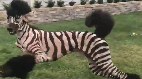 Funny Pet Fails: Funniest Pet Video Compilation | FailArmy