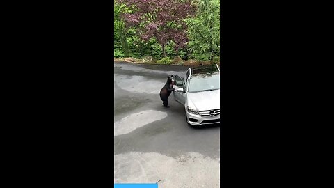 A brutal bear attack on a car