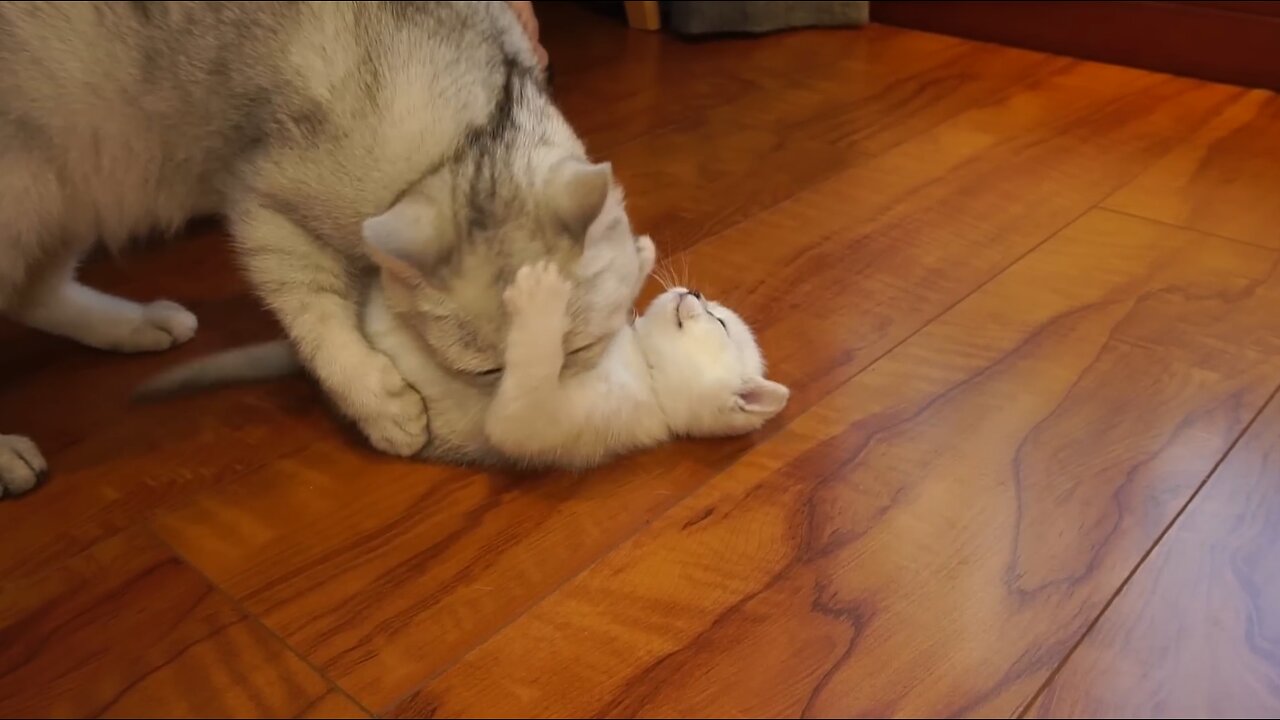 Mama Cat cleaning kittens by force