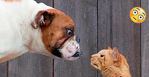 Funny Dogs And Cats Videos 2023