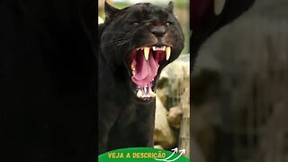 FELINO FUNDIDO GENETICAMENTE #shorts #planetaanimalshorts #animals