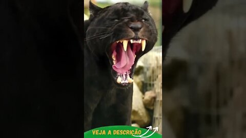 FELINO FUNDIDO GENETICAMENTE #shorts #planetaanimalshorts #animals