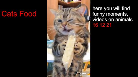 here you will find funny moments, videos on animals 16 12 21