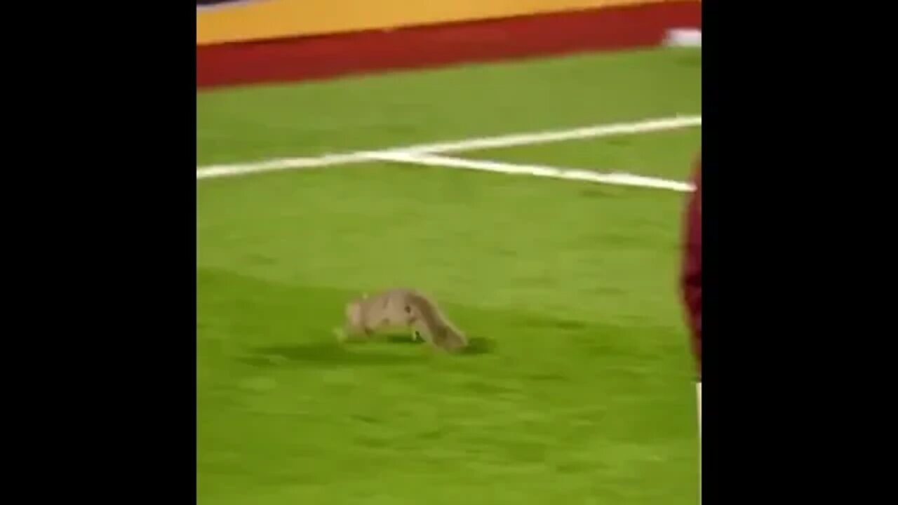 ANIMAIS NO CAMPO DE FUTEBOL PT4 #shorts #planetaanimalshorts #animals