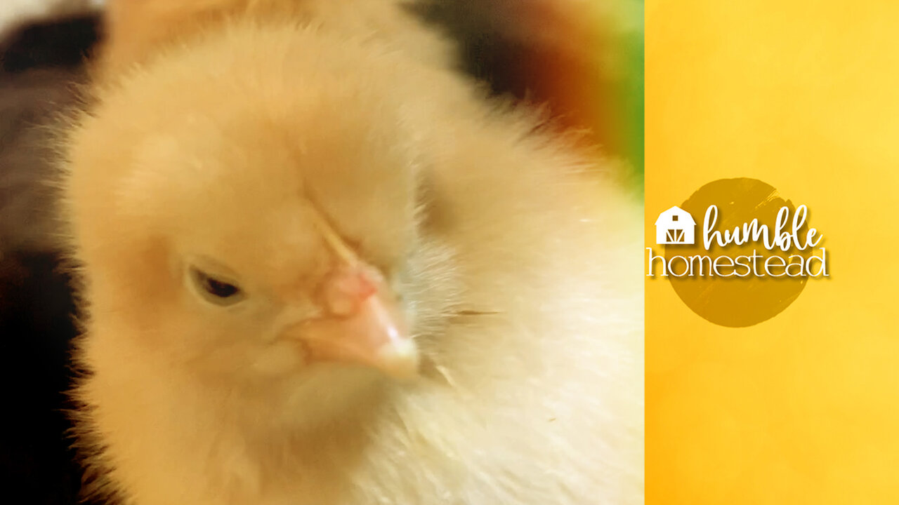 Our Feed Store CAN'T Keep CHICKS in Stock! #shorts #ytshorts