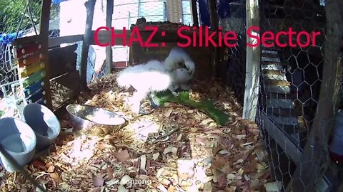 Silkie chicks eating Curly Dock 2