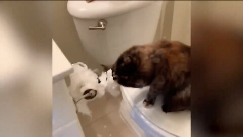 Cat Rips Toilet Paper And Then Runs Away