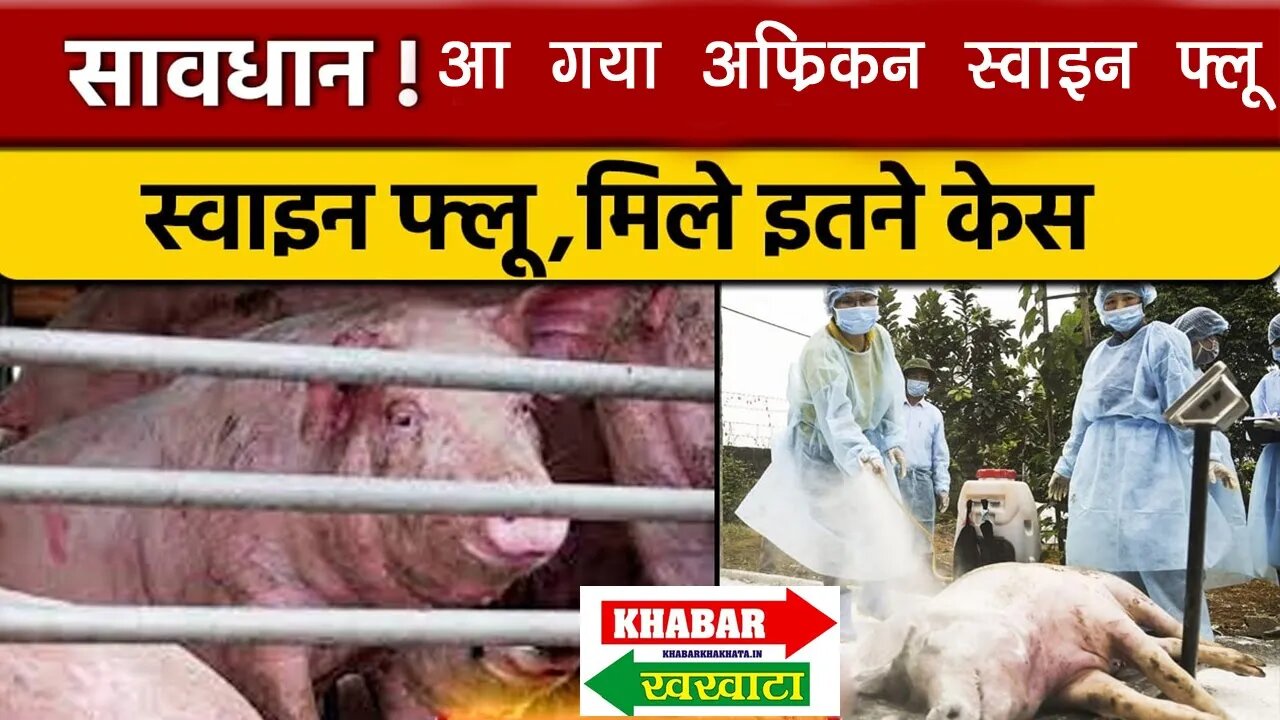 सावधान ! अफ्रीकन स्वाइन फ्लू ने दी दस्तक, इंसानों को खतरा ? African Swine Flu | Khabar Khakhata