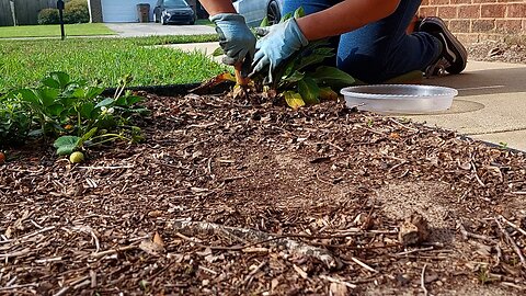 Transplanting Plants & Pricking Out Seedlings 🌱