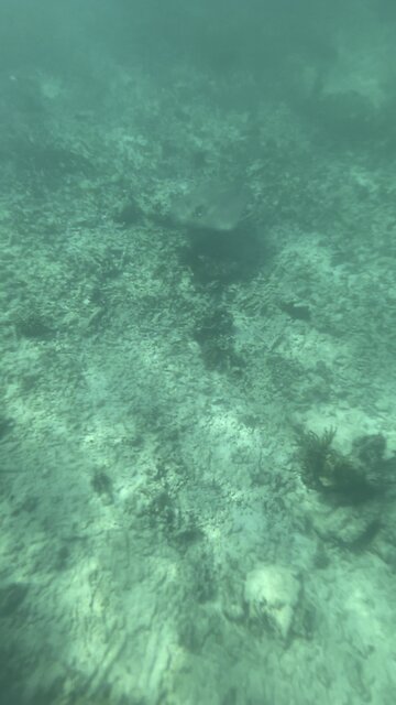 Snorkelling in Tulum
