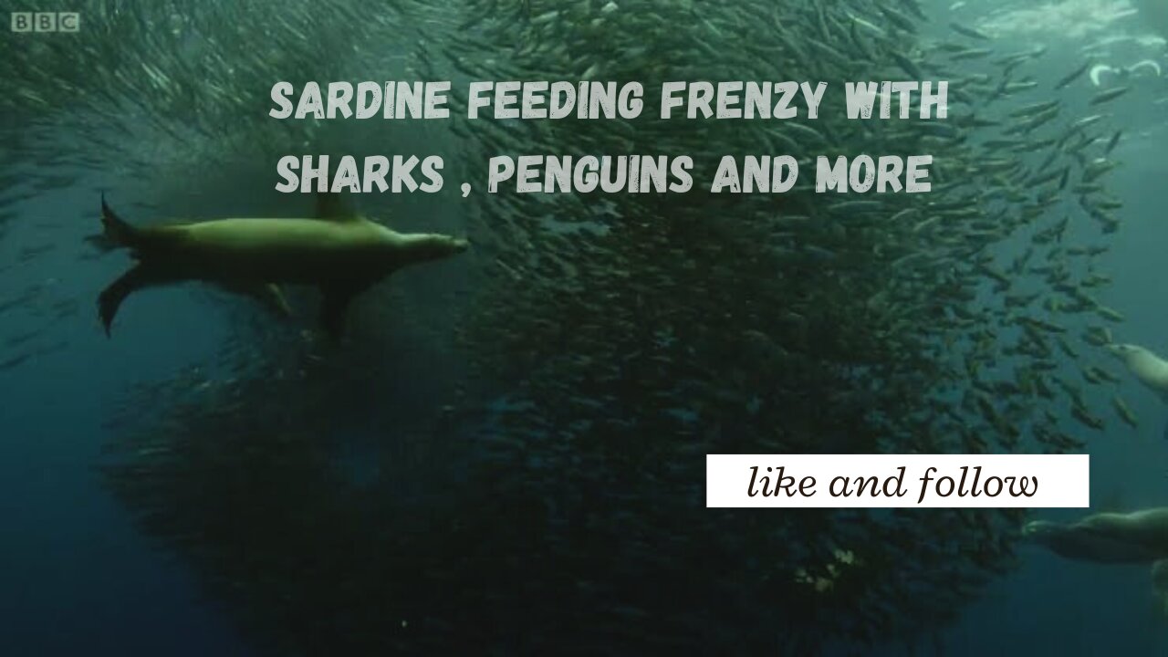 sardine feeding frenzy with sharks, penguins and more.