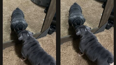 Adorable Puppy First Time Looking At Himself