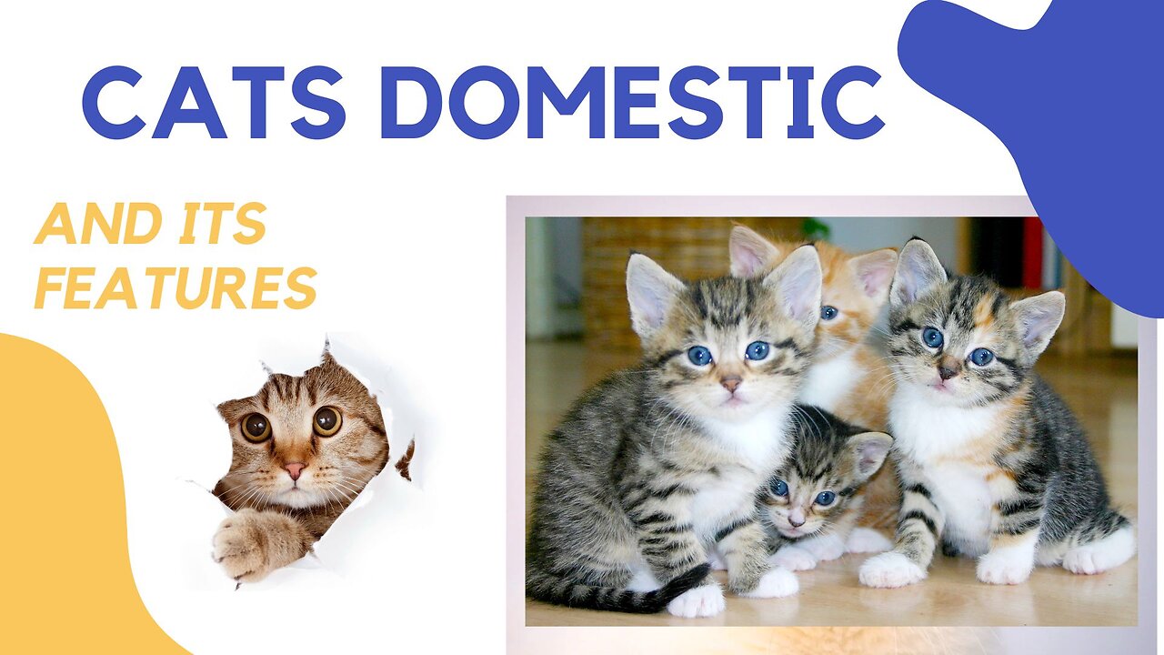 Cats domestic and their main characteristics