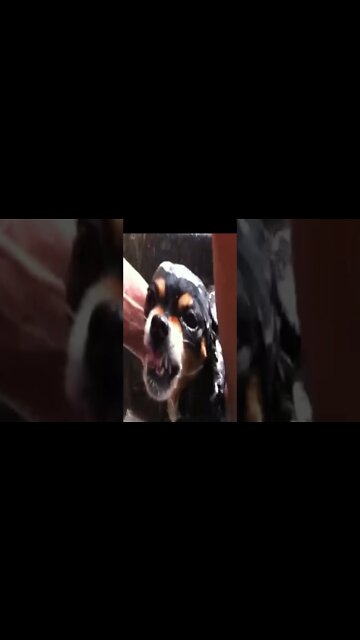 Quando o Vizinho Troca de Carro #shorts