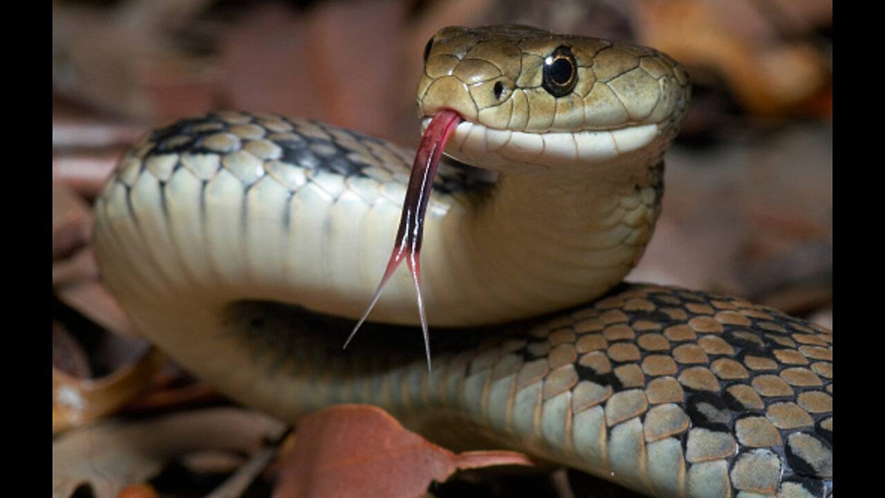Most beautiful snakes in the world in hindi | Beautiful snake video | दुनिया के सबसे खुबसूरत सांप