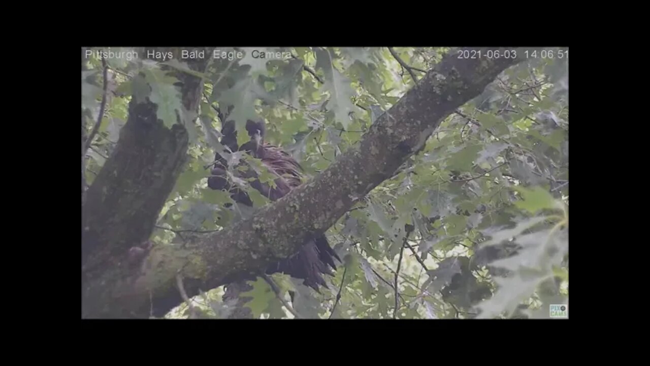 Hays Eagles Juvenile climbs vertical branch to the attic 6321 13:47