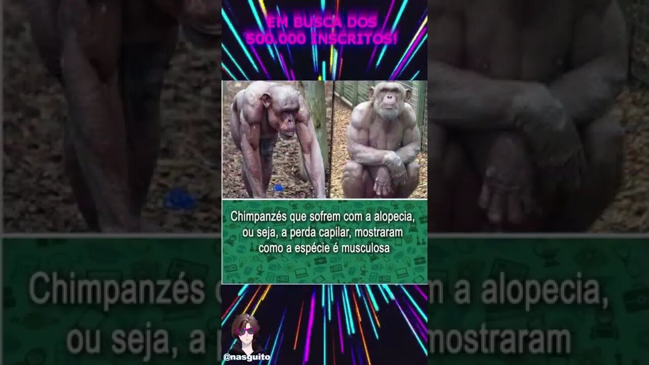 Memes em imagens - SOU UM ANIMAL NA CAMA #shorts