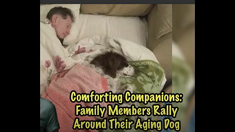 Comforting Companions: Heartwarming Scenes as Family Rallies Around Aging Dog 🐾❤️