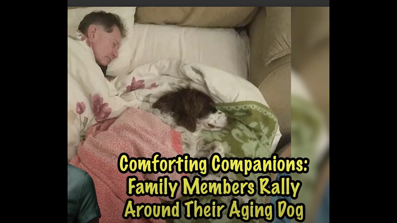 Comforting Companions: Heartwarming Scenes as Family Rallies Around Aging Dog 🐾❤️