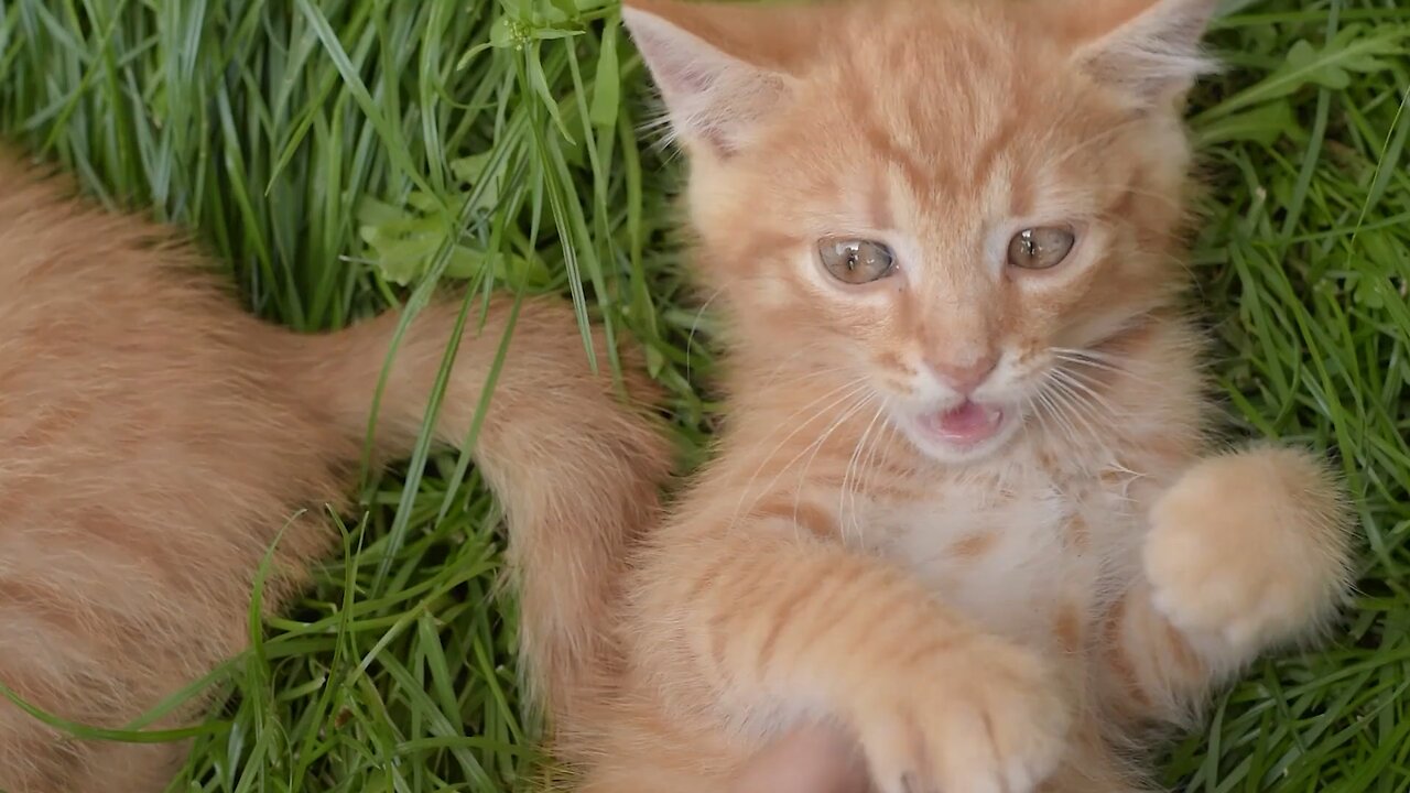 Cute kitten having fun