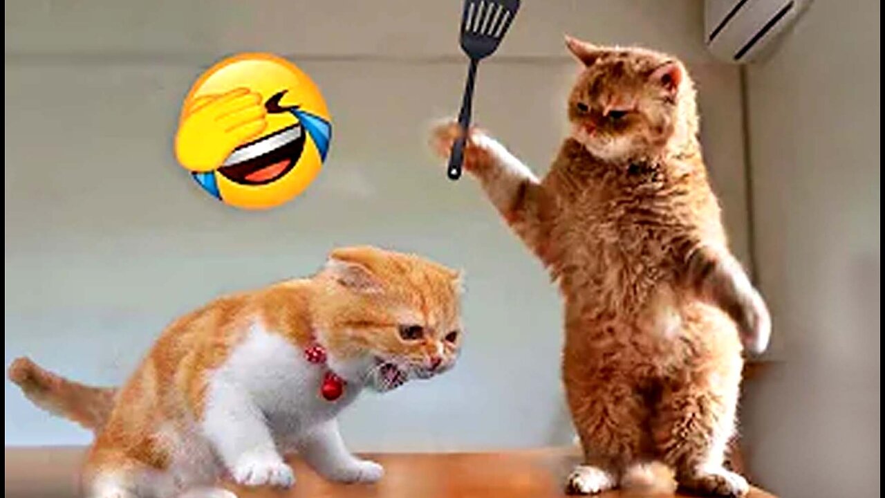 Best Funny Animal Videos Of The 2023 π€£ - Funniest Cats And Dogs Videos πΊπ #06