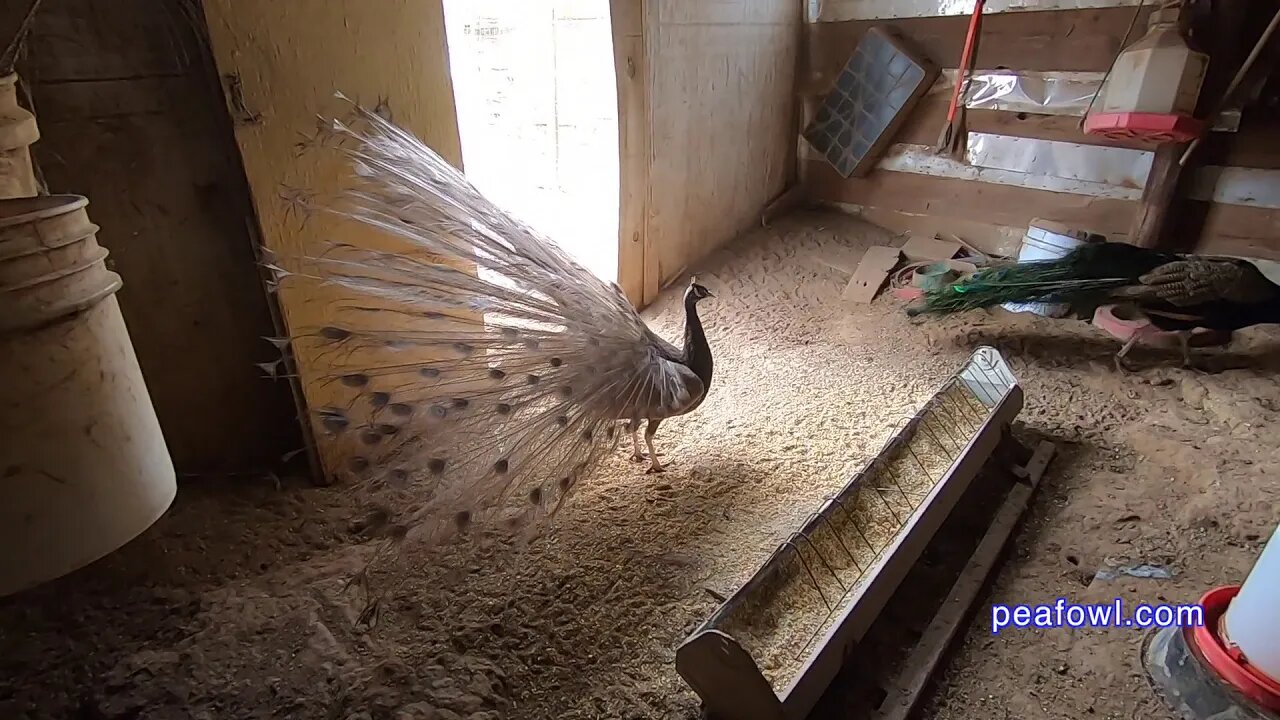 Chocolate Peacock Displaying, Peacock Minute, peafowl.com