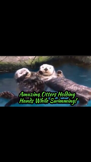 Amazing Otters Holding Hands While Swimming!