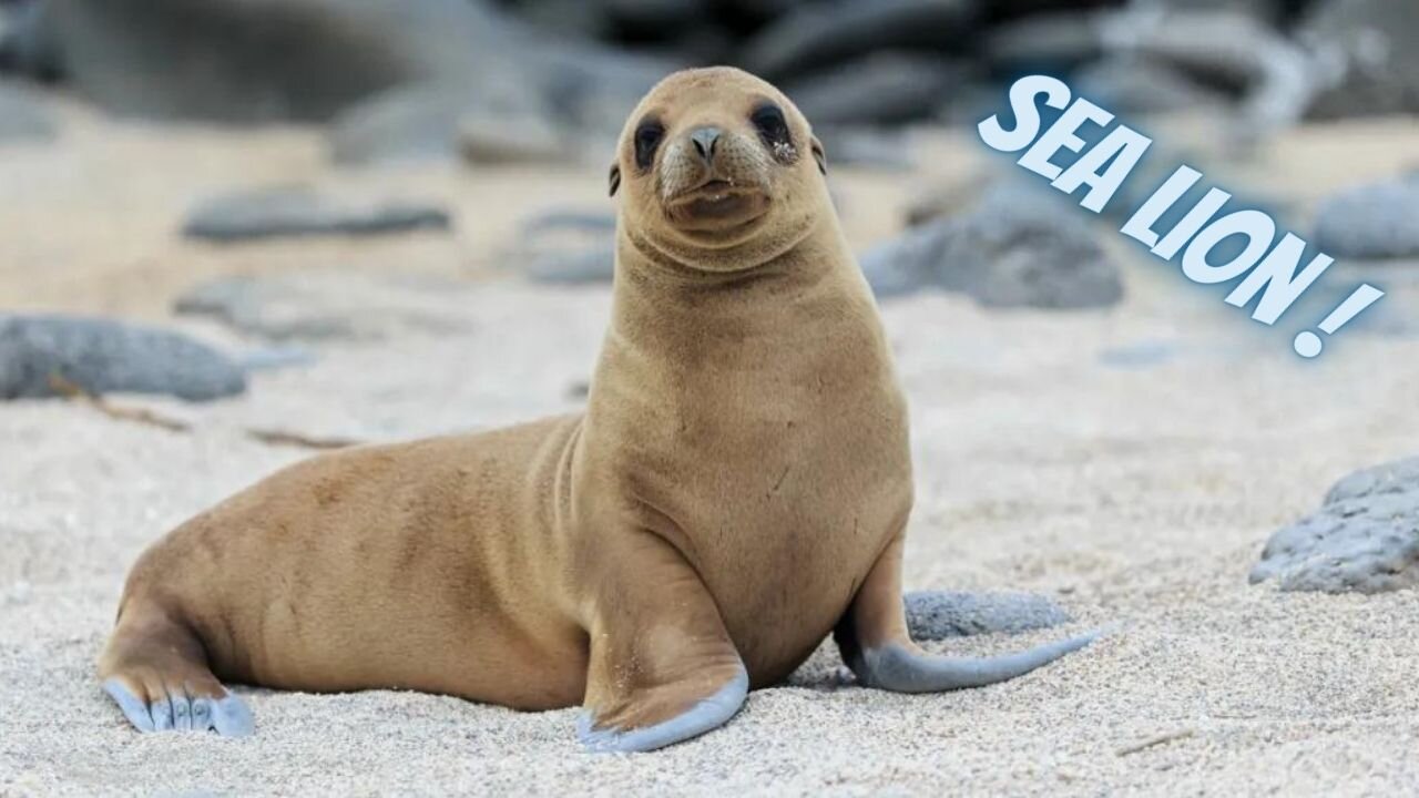 All About Sea Lions for Kids- Sea Lion Facts and Information for Children