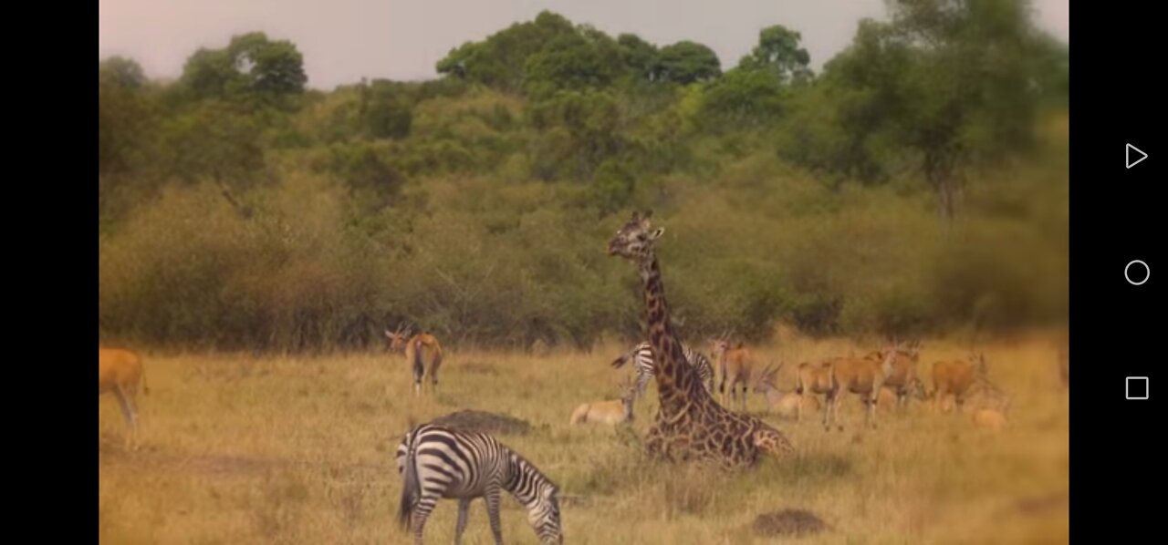The 10 strangest rare animals