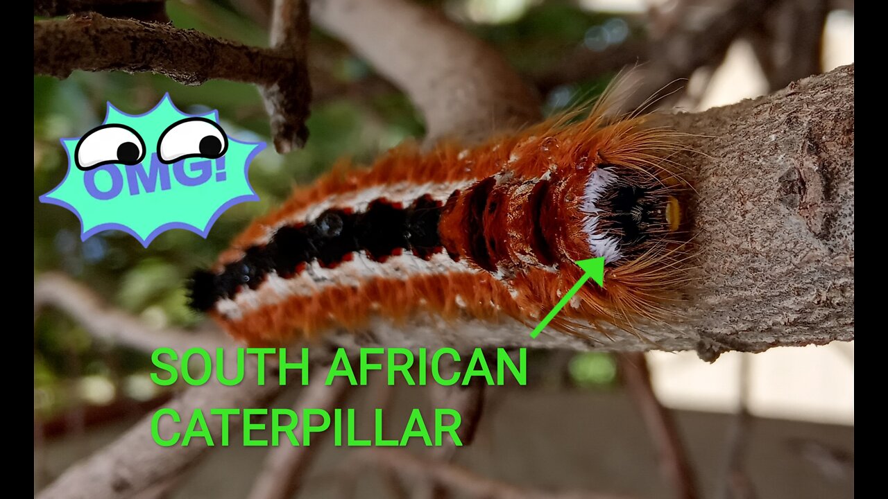 Colourful Caterpillar in South Africa