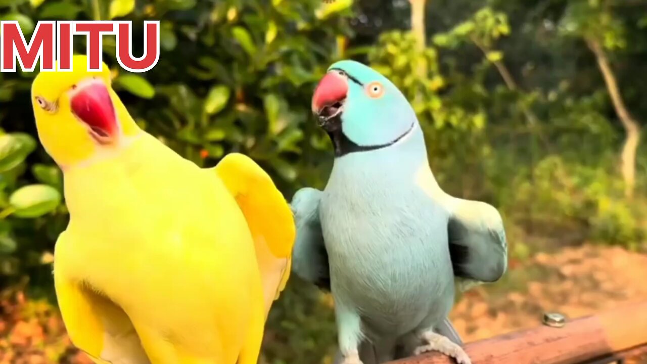 Amazing and Unique colourful Talking Parrot Sweet Voice Compilation T00