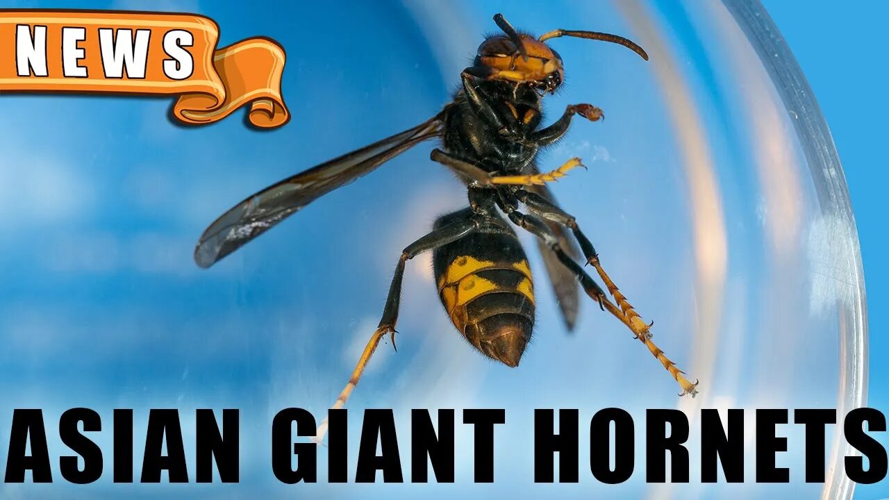 Asian Giant Hornets are Among Us