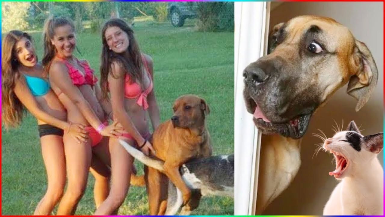 Funny animals - Funny cats and dogs - Funny animal videos 2023