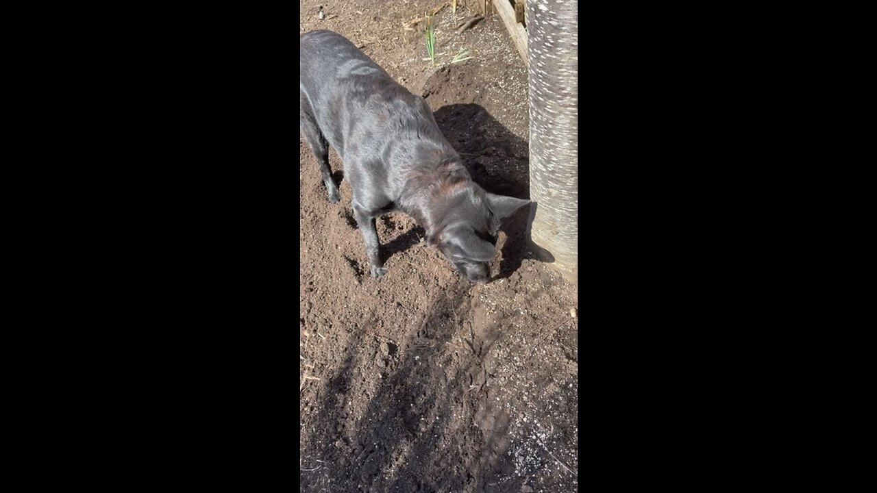 Doggo Helps Deconstruct a Garden Bed