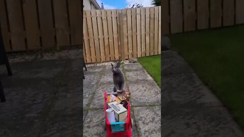 funny cat #shorts