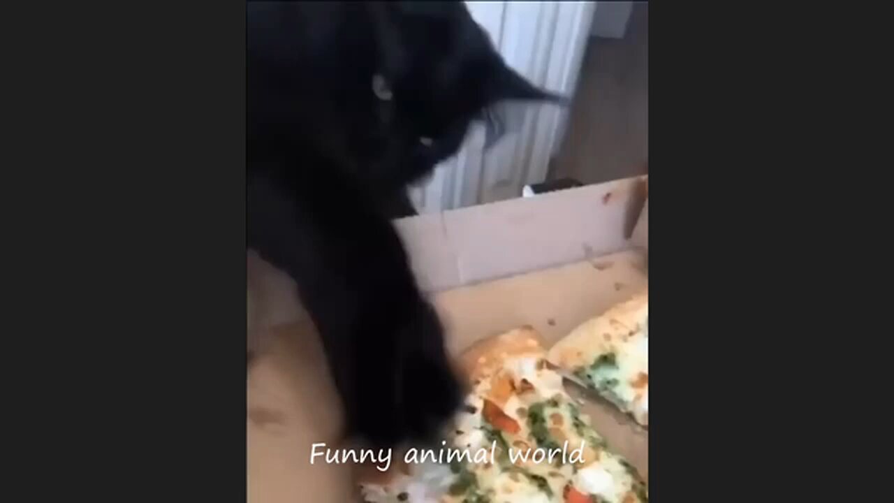 very funny cat moments 🤣🤣🤣