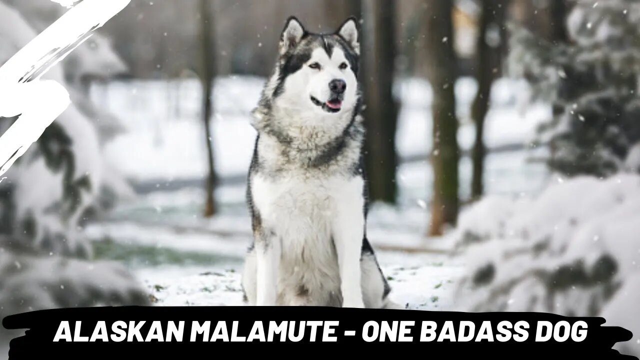 All About The... Alaskan Malamute!